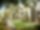 Ehrendingen I